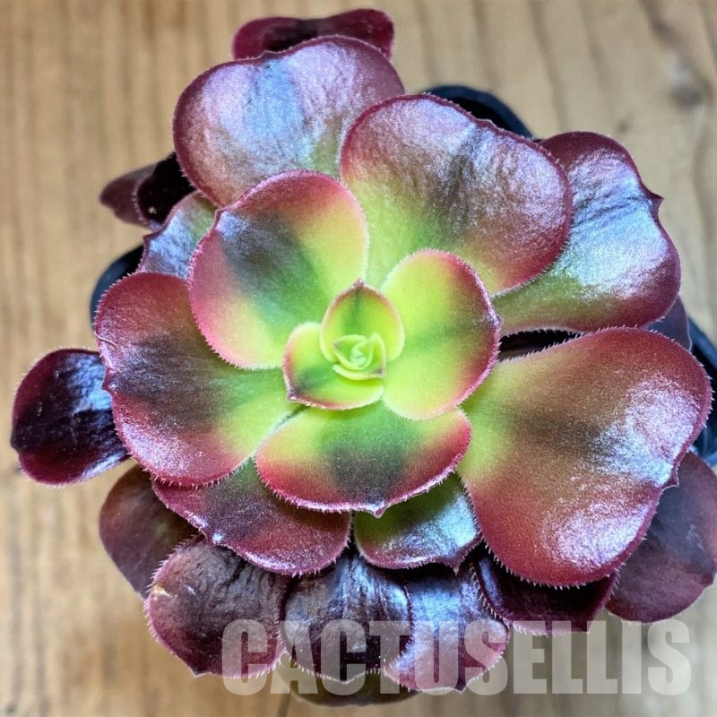 SH30064 Aeonium ‘Red Witch’