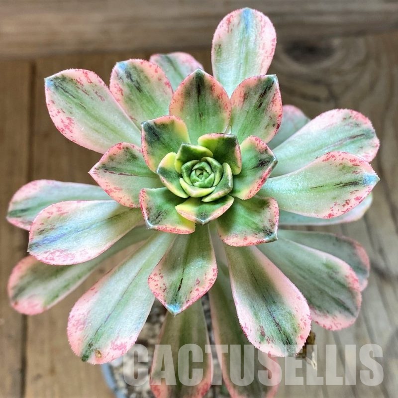 SH30065 Aeonium 'Sweet Tea' f. variegata