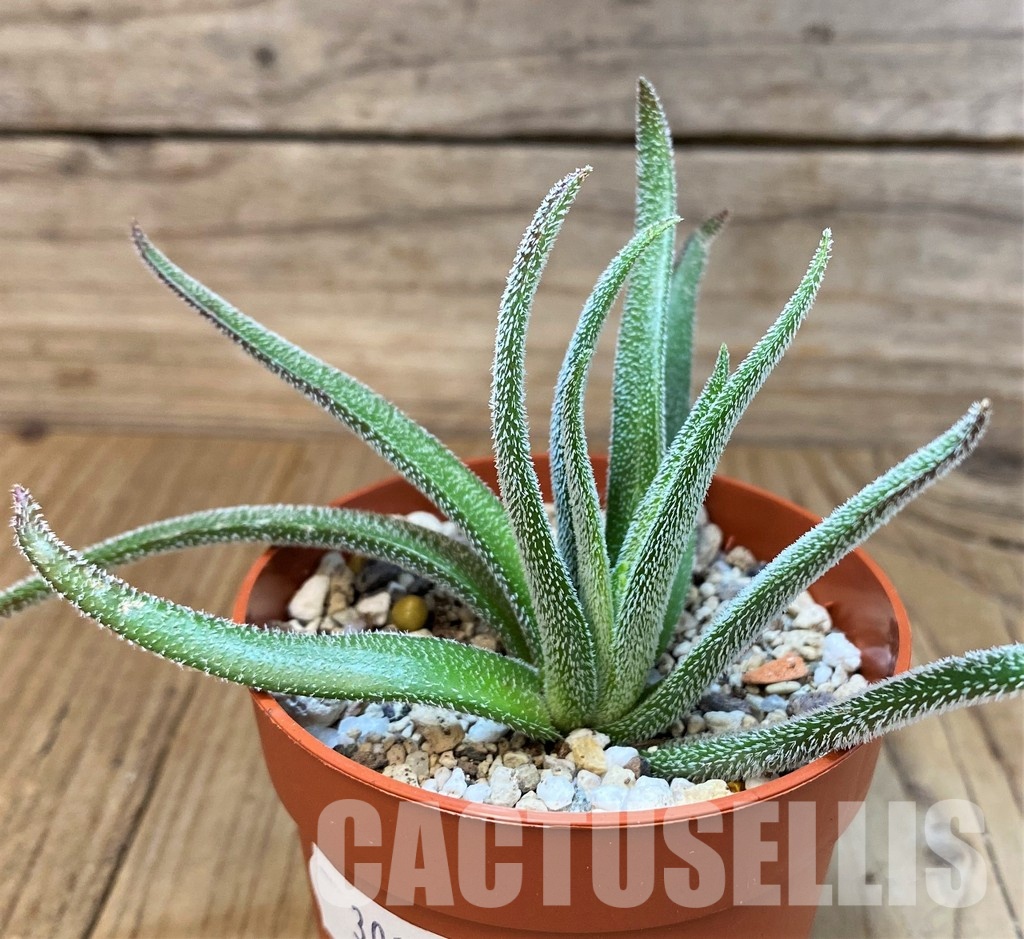 SH30105 Crassula hirta