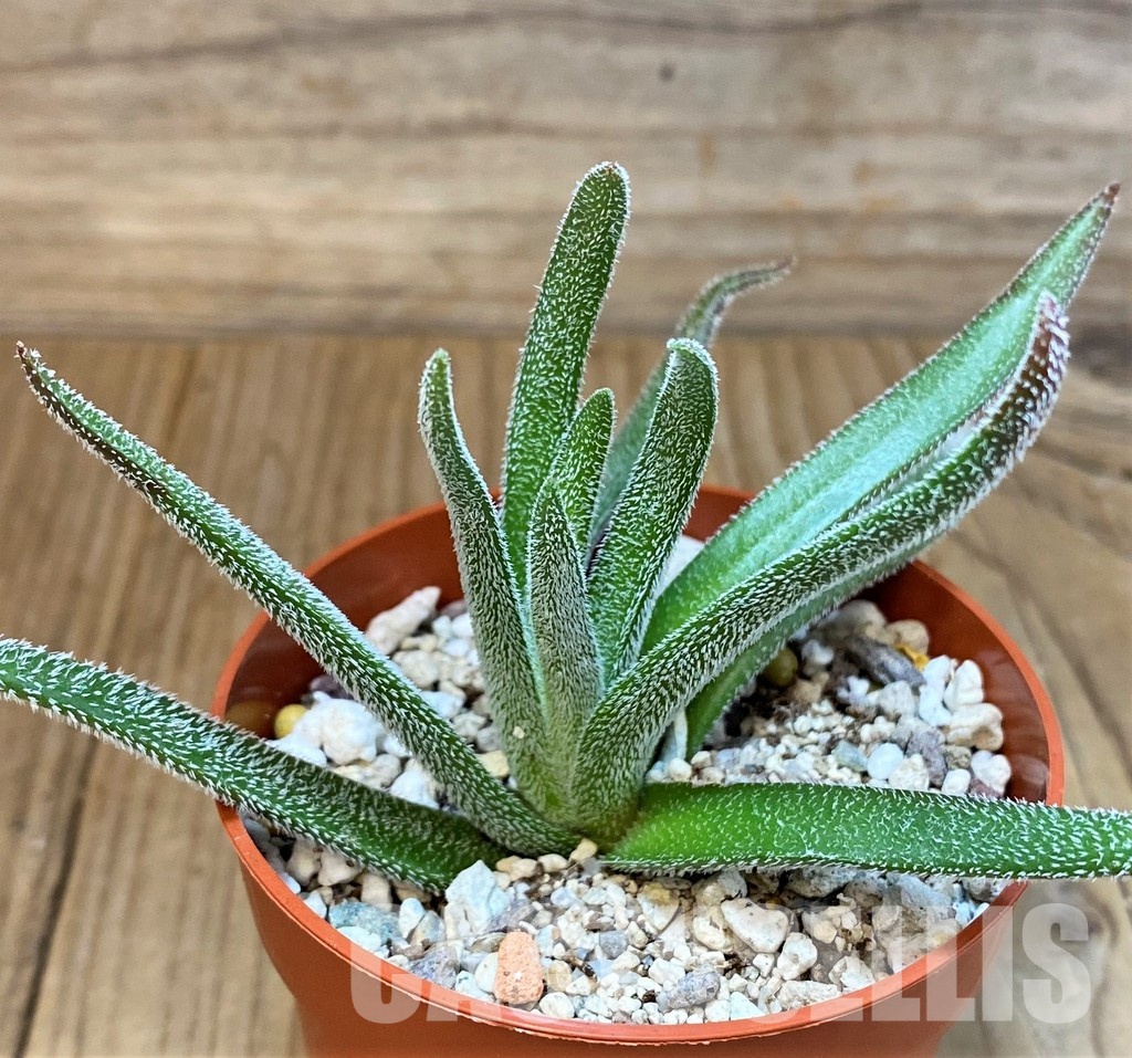 SH30105 Crassula hirta - Imagen 2