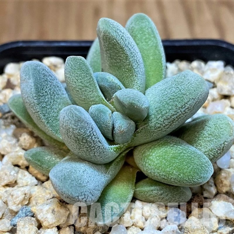 SH30106 Crassula tecta