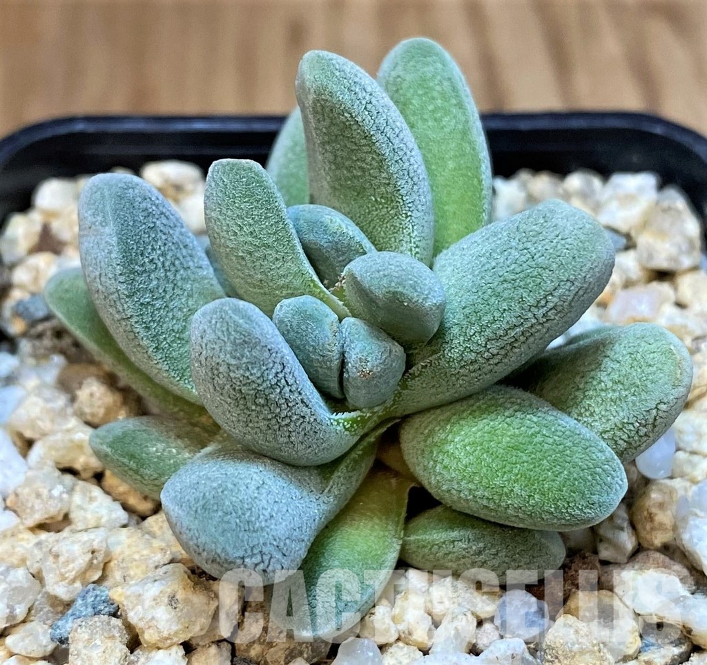 SH30106 Crassula tecta