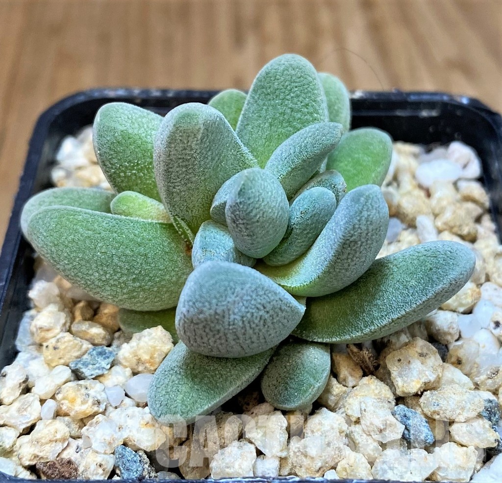 SH30106 Crassula tecta - Image 2