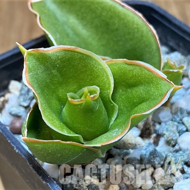 SH30107 Sansevieria 'Tower'