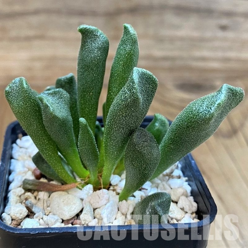 SH30108 Adromischus cristatus v. schonlandii