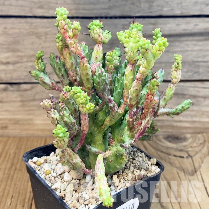 SH30110 Euphorbia enopla ‘Coral’ f. cristata