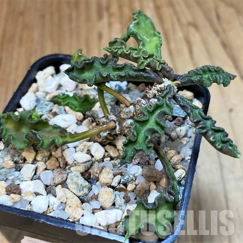 SH30111 Euphorbia decaryi v. spirosticha