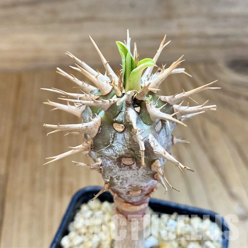 SH30113 Euphorbia viguieri