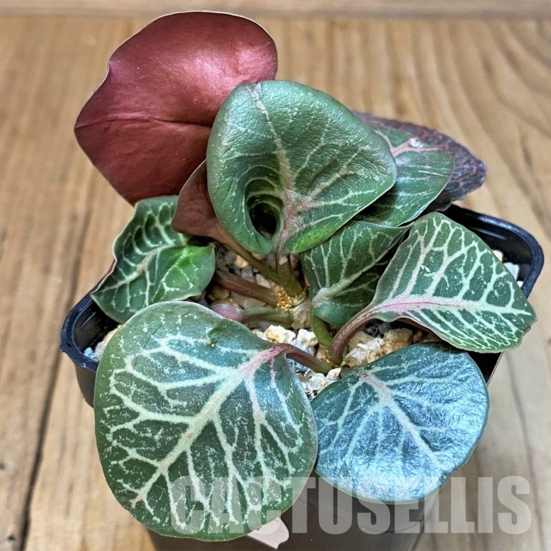 SH30114 Euphorbia francoisii hybrid