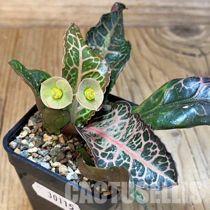 SH30115 Euphorbia francoisii hybrid