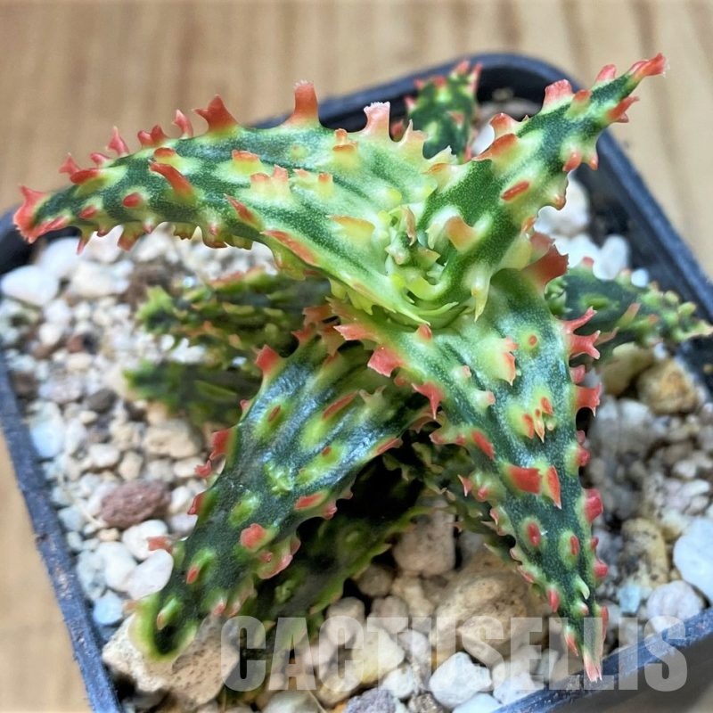 SH30076 Aloe TCT hybrid