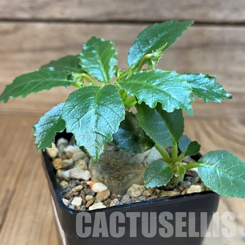 SH30116 Dorstenia hybrid