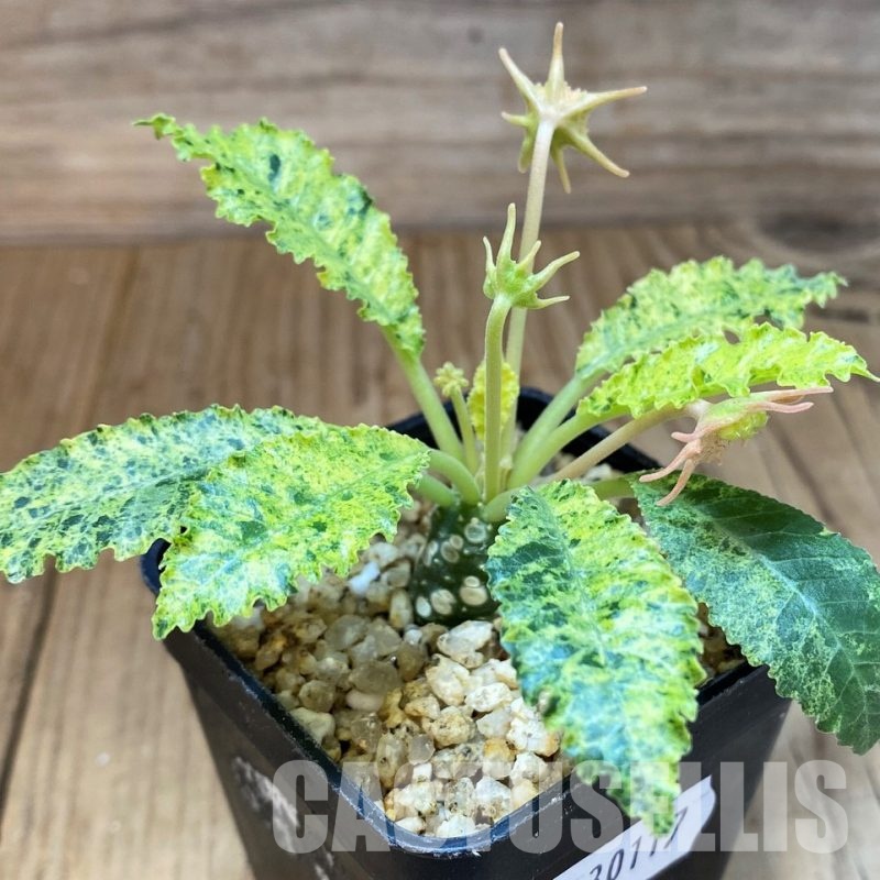 SH30117 Dorstenia hybrid f. variegata
