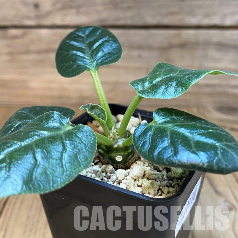 SH30118 Dorstenia foetida