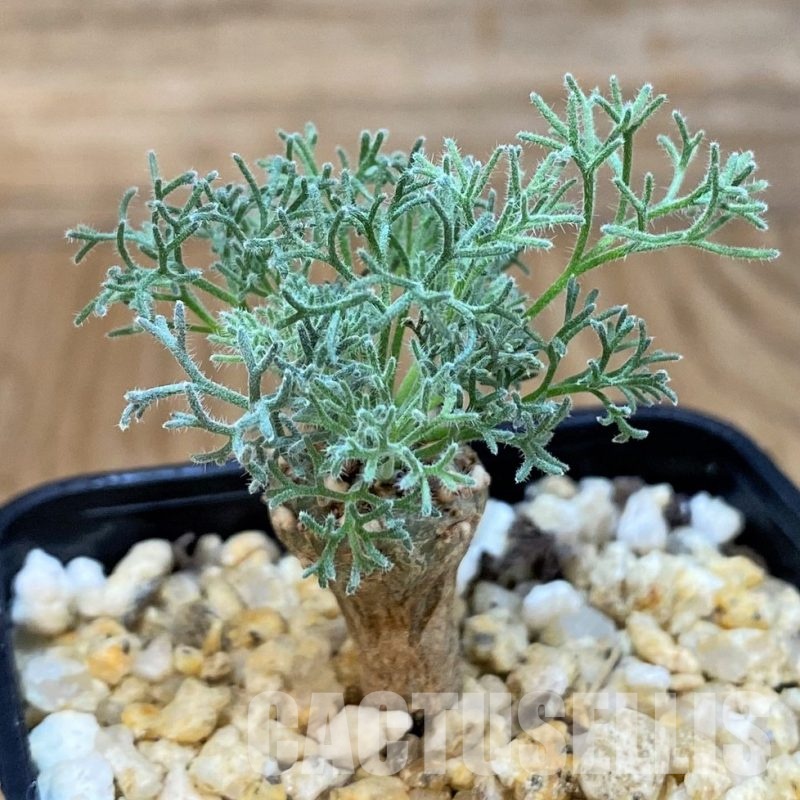 SH30119 Sarcocaulon peniculinum