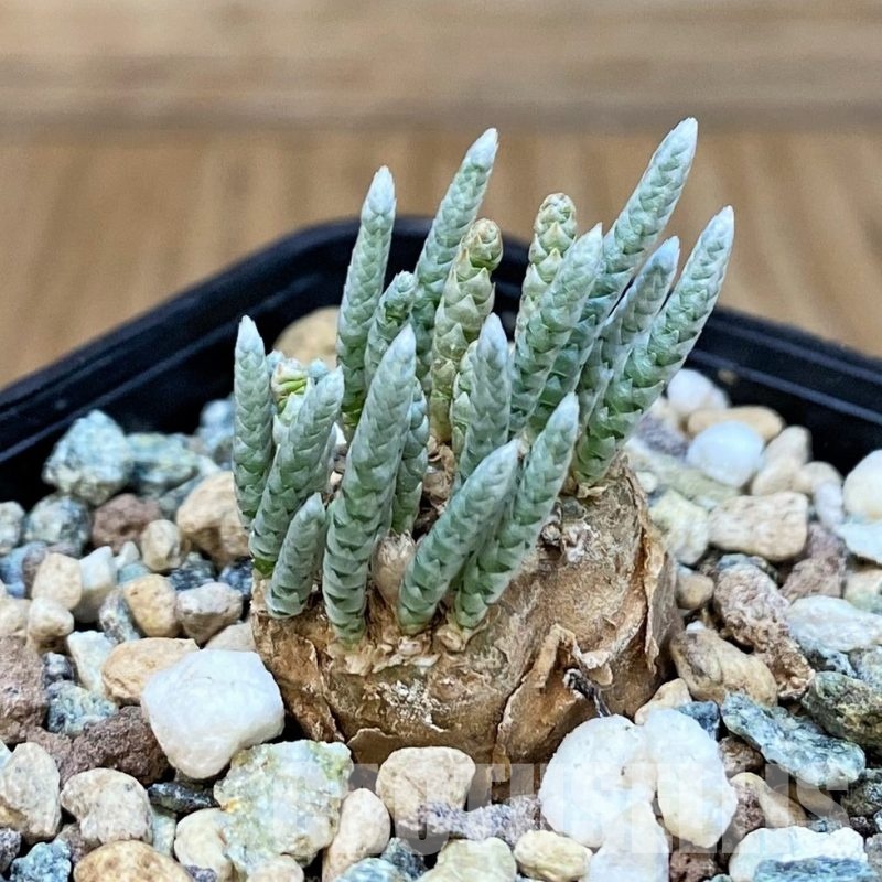 SH30120 Avonia alstonii