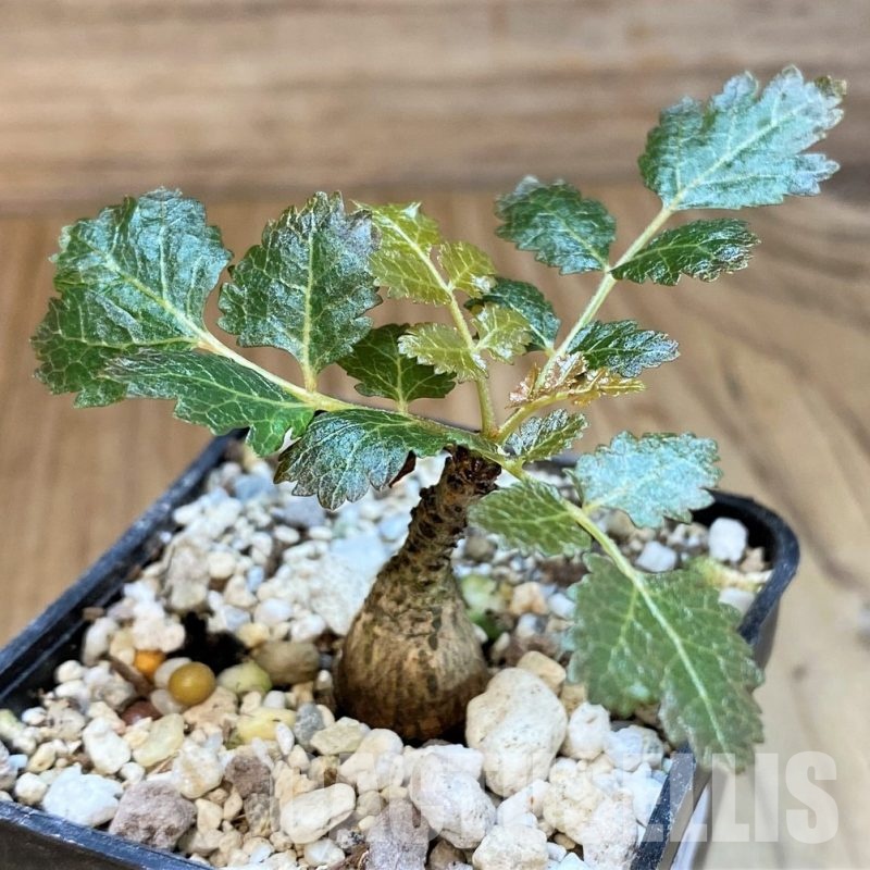 SH30122 Boswellia dioscoridis