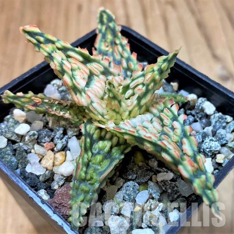 SH30077 Aloe TCT hybrid