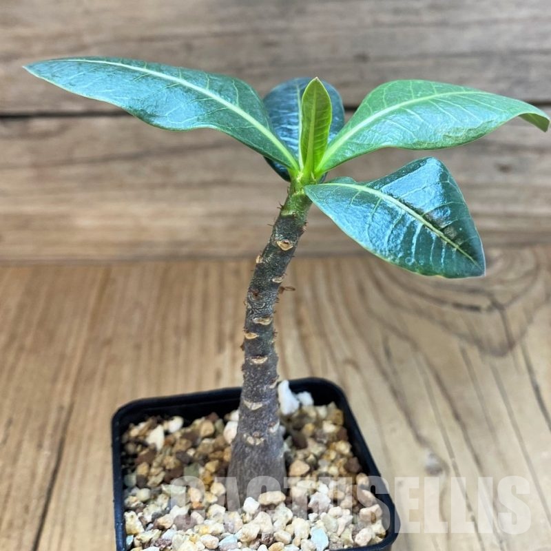 SH30123 Adenium arabicum ‘Black Body’