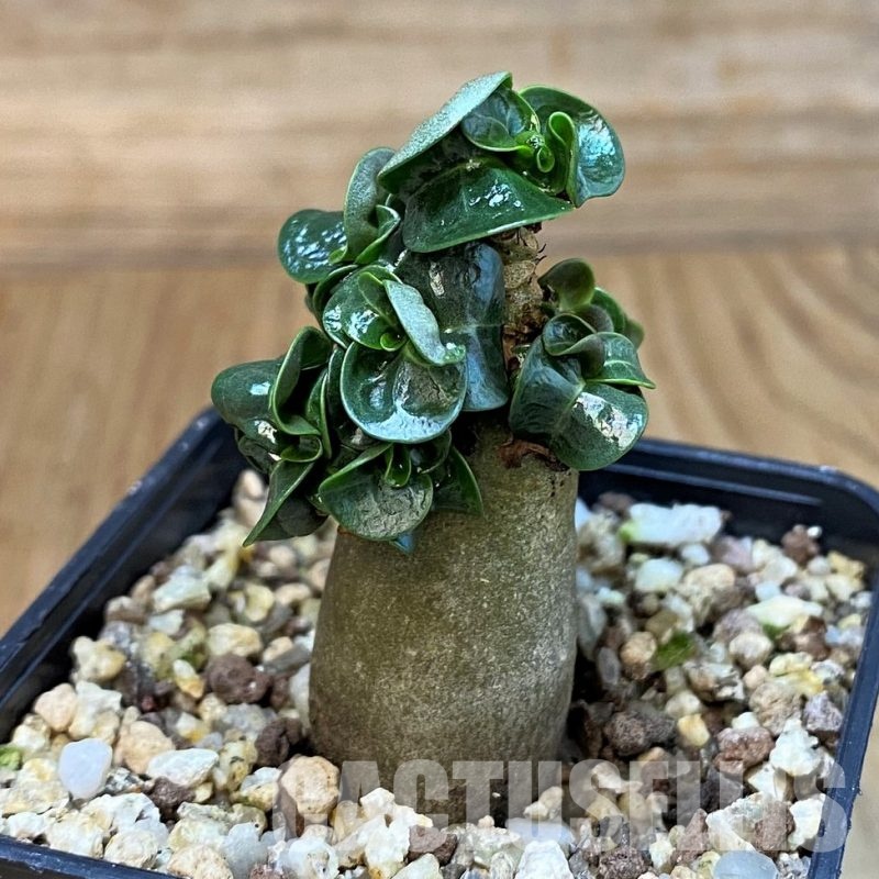 SH30124 Adenium arabicum DHA