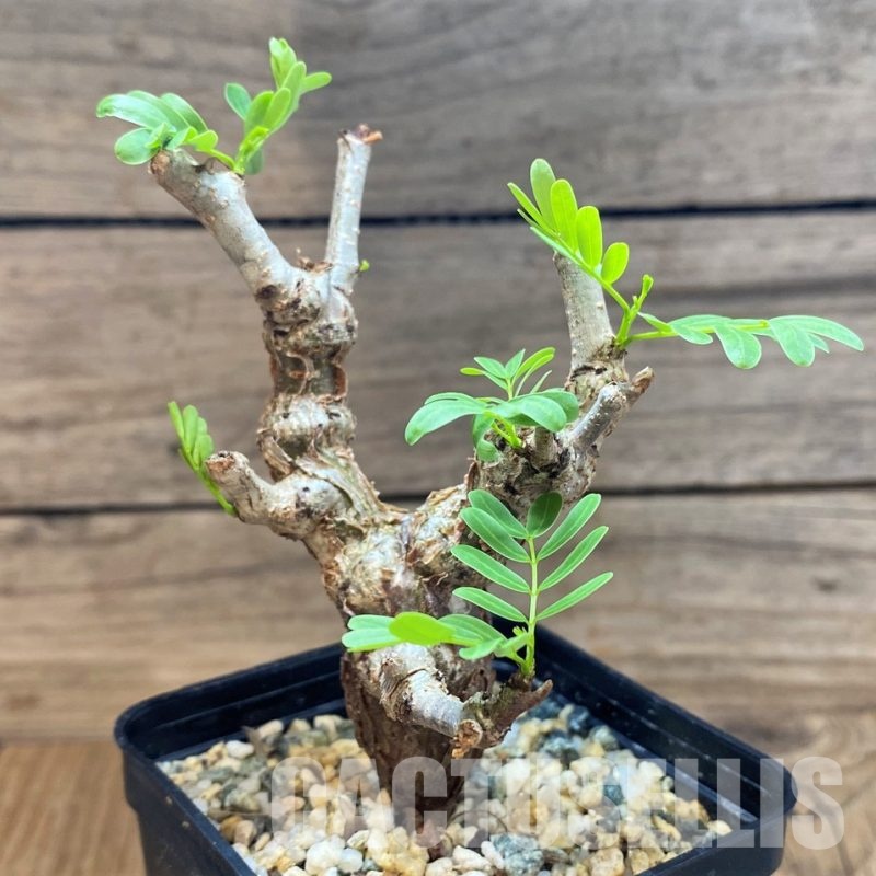 SH30125 Senna meridionalis