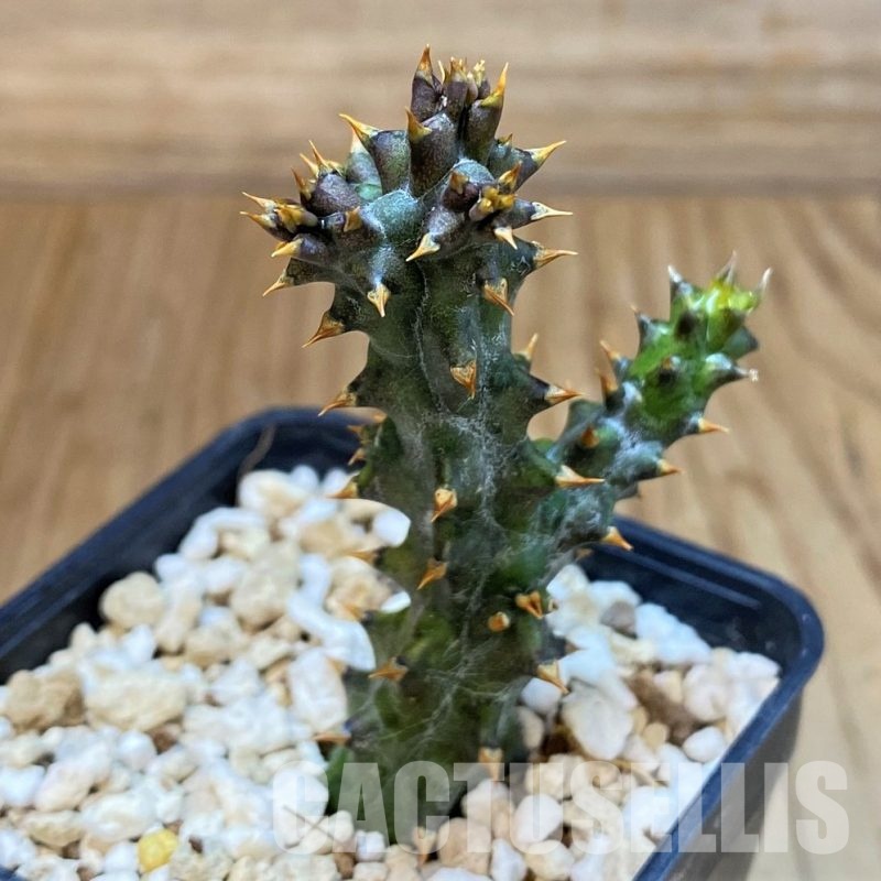 SH30126 Edithcolea grandis