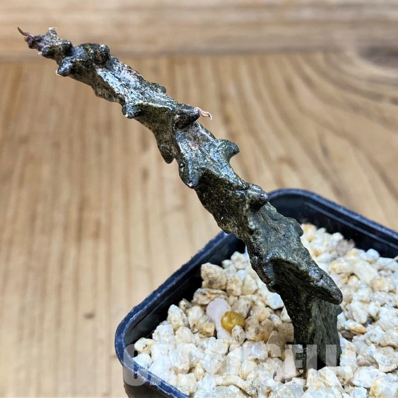 SH30127 Ceropegia bosseri