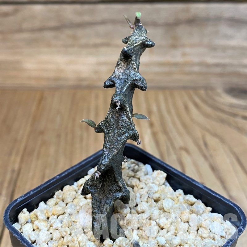 SH30128 Ceropegia bosseri