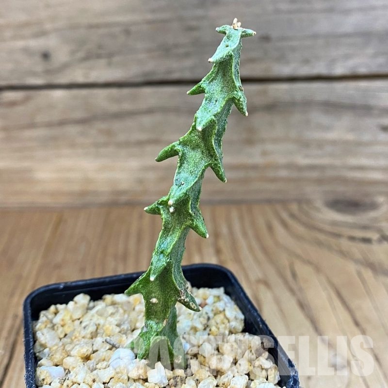 SH30129 Ceropegia simoneae ‘Green Form’