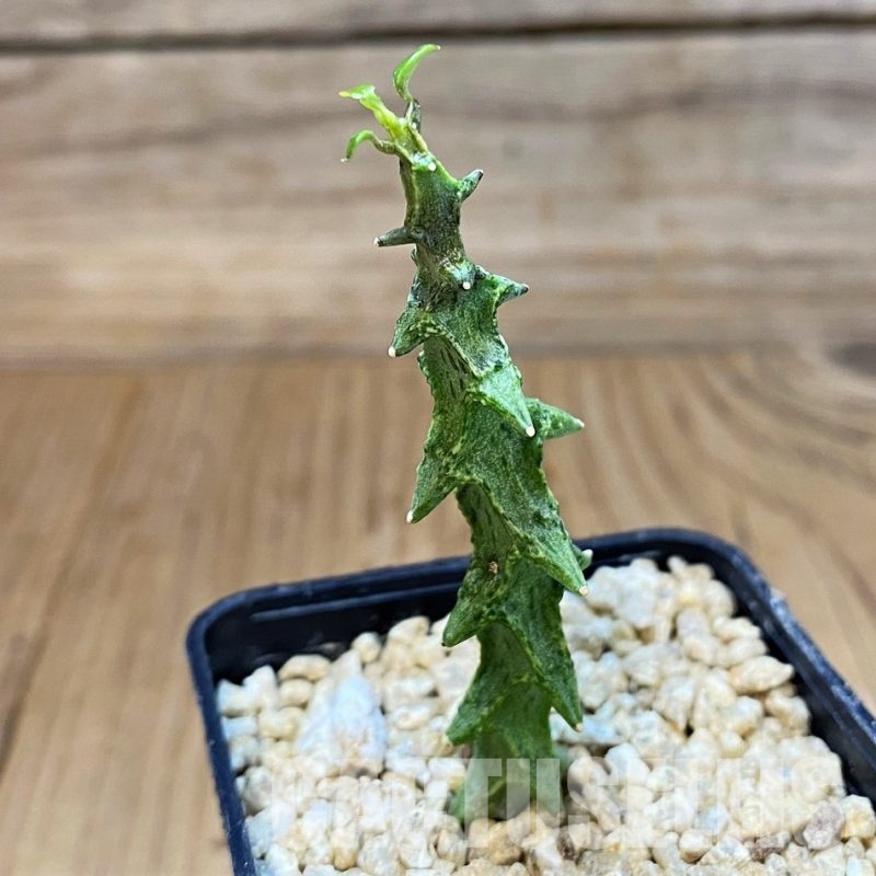 SH30130 Ceropegia simoneae ‘Green Form’