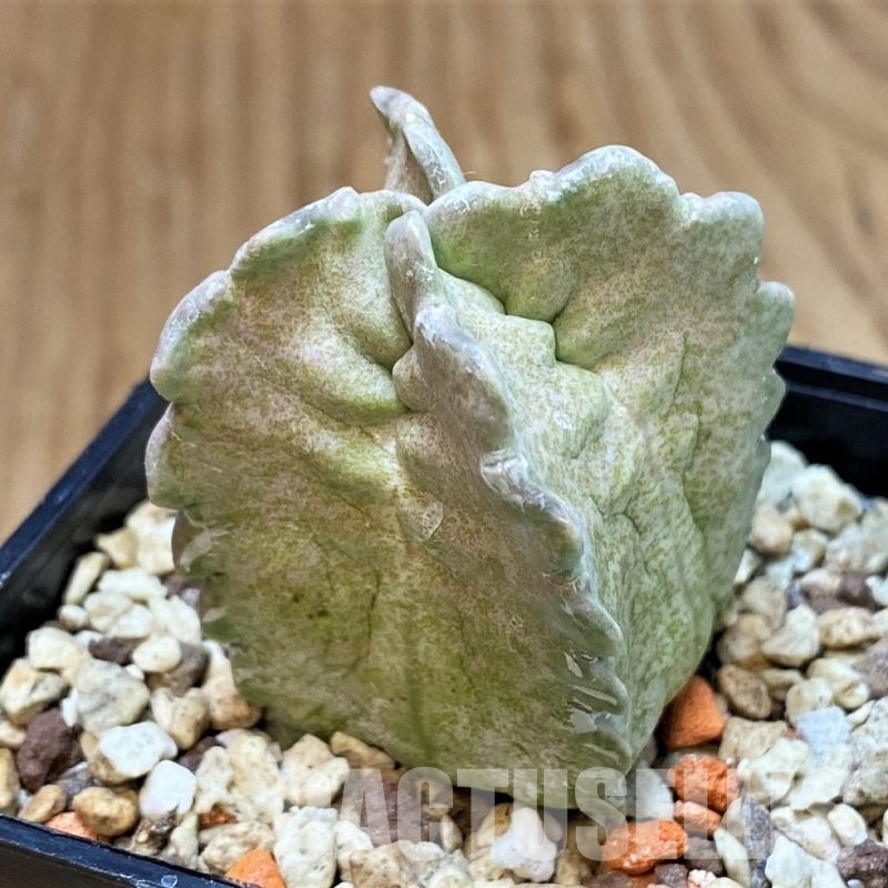 SH30131 Whitesloanea crassa