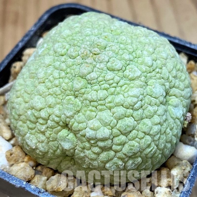 SH30132 Pseudolithos migiurtinus