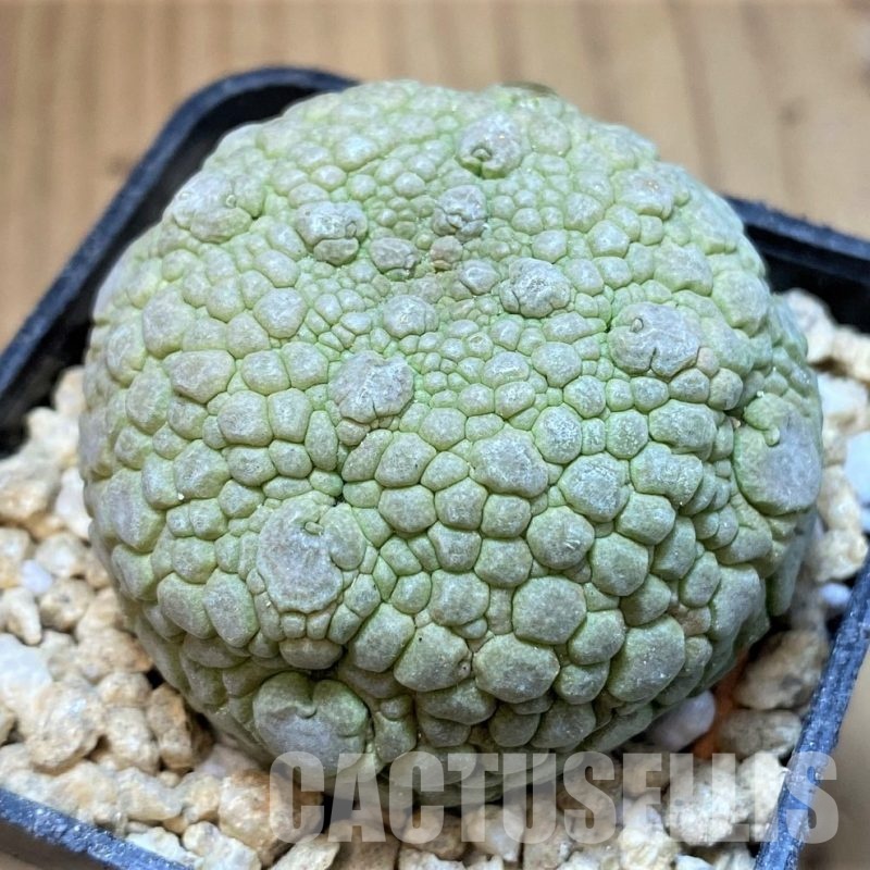 SH30133 Pseudolithos migiurtinus