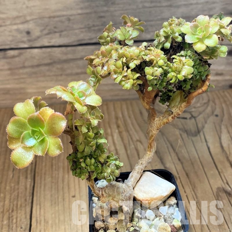 SH30134 Aeonium f. cristata