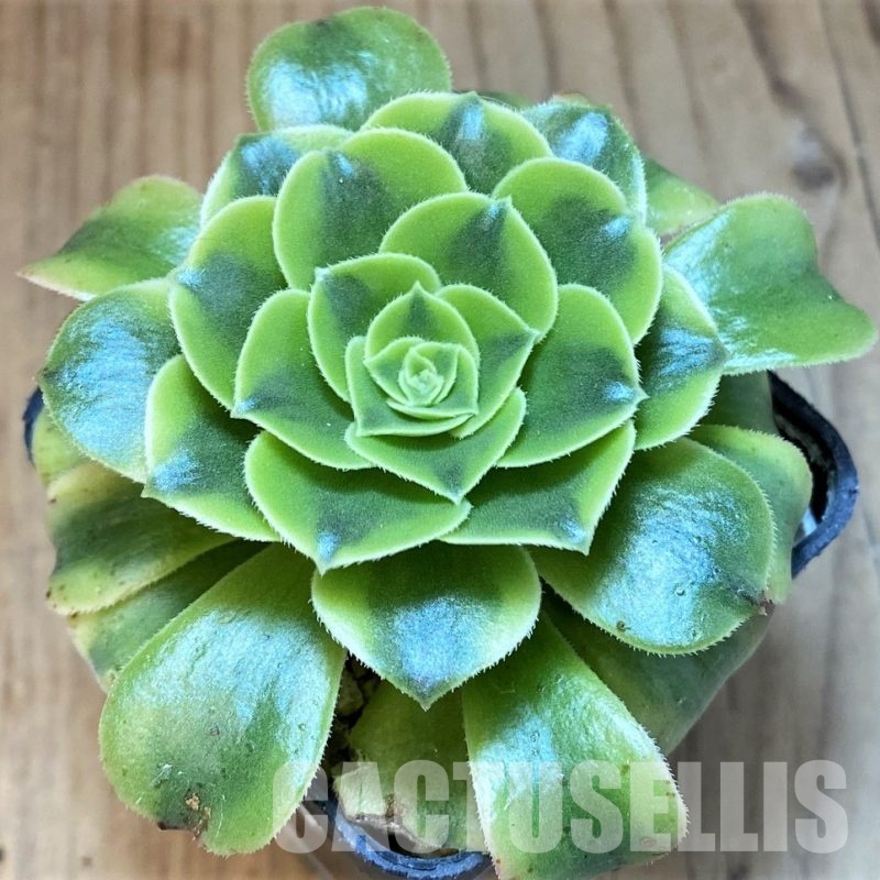 SH30135 Aeonium 'Fiesta'
