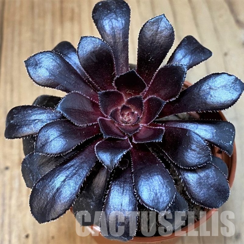 SHND30136 Aeonium 'Schwarzkopf'