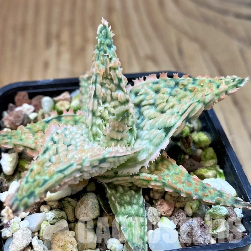 SH30078 Aloe TCT hybrid