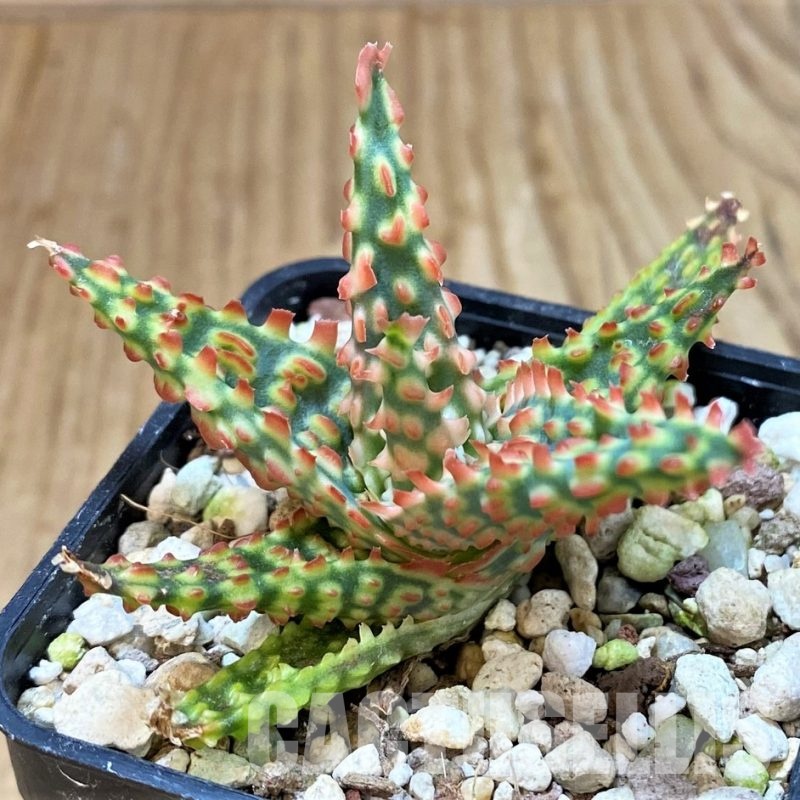 SH30079 Aloe TCT hybrid