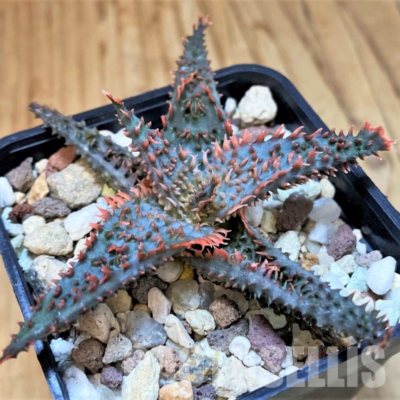 SH30080 Aloe TCT hybrid