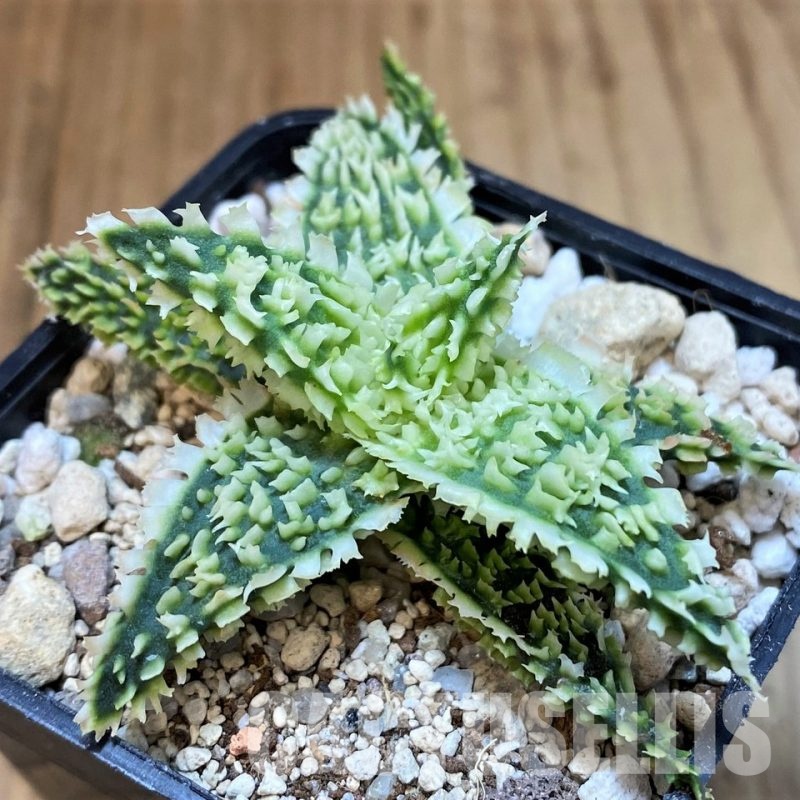 SH30081 Aloe TCT hybrid