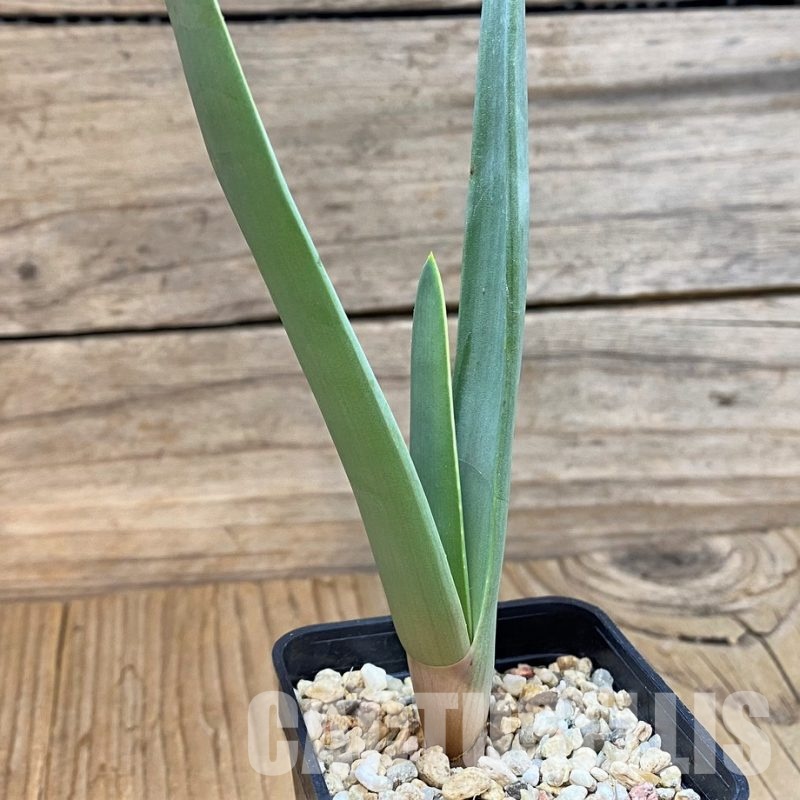 SH30073 Aloe plicatilis