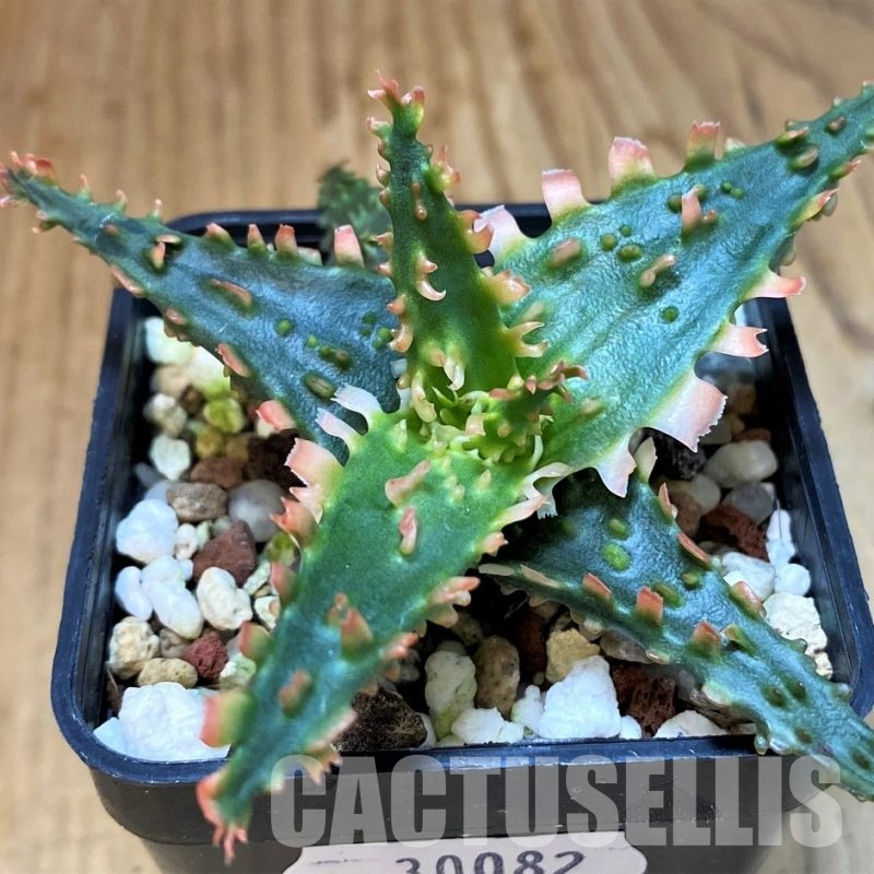 SH30082 Aloe TCT hybrid