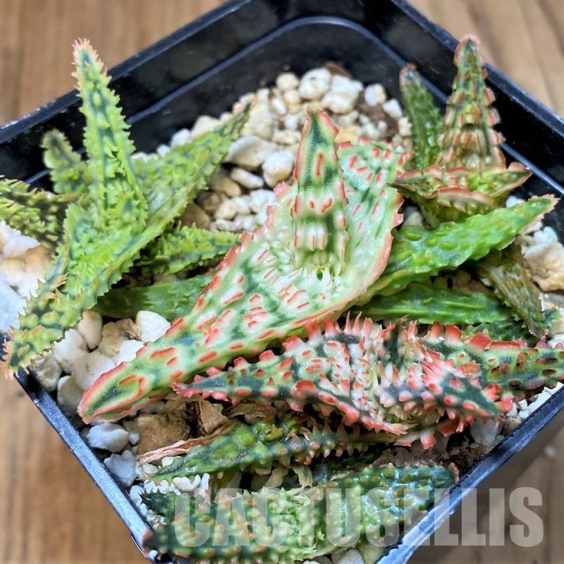 SH30083 Aloe TCT hybrid mix
