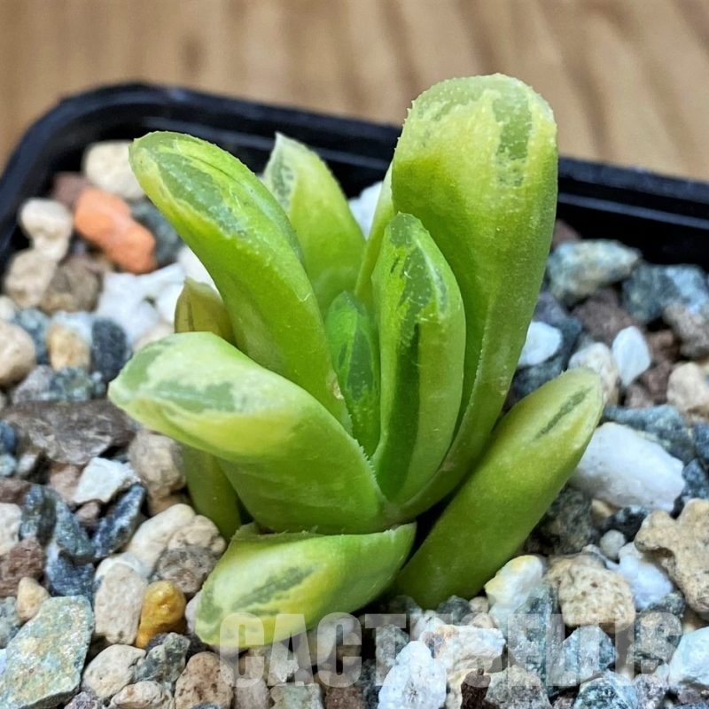 SH30084 Haworthia ‘Gold Rush’