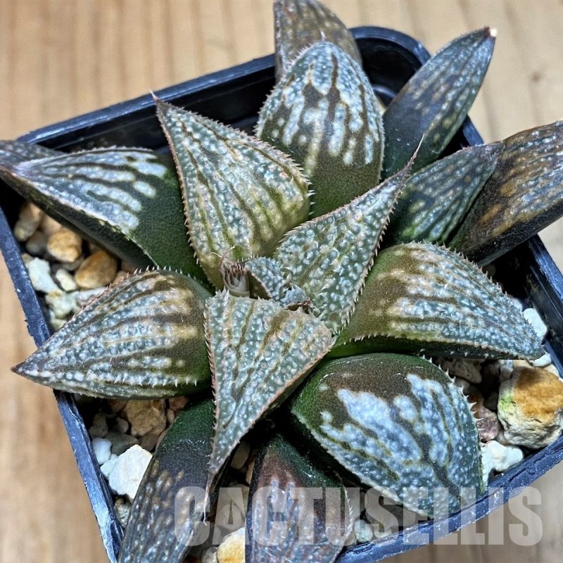 SH30085 Haworthia 'Bev's Wonder' F2