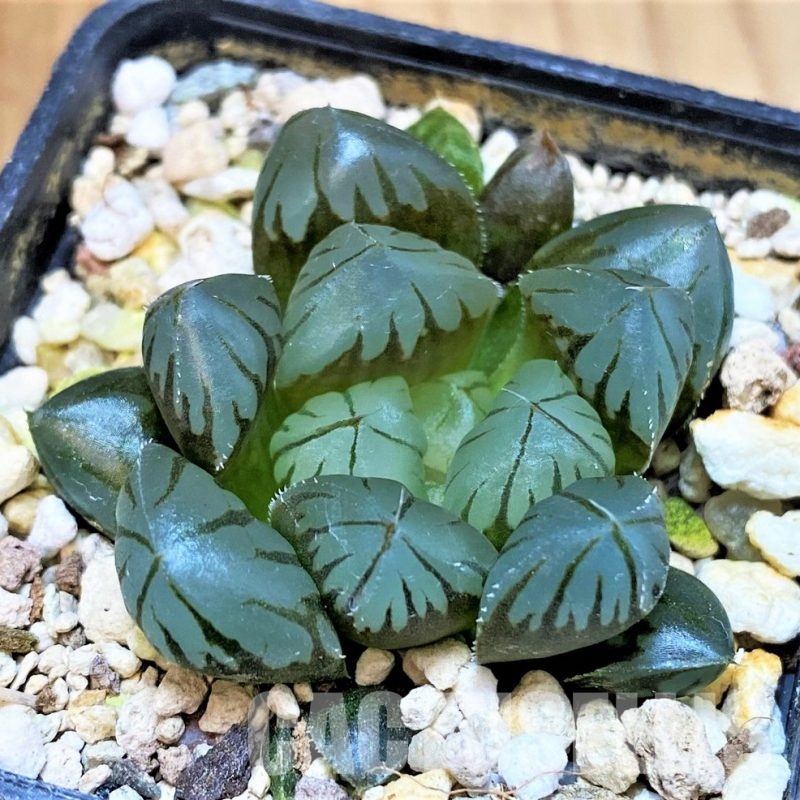 SH30086 Haworthia obtusa 'Black star'