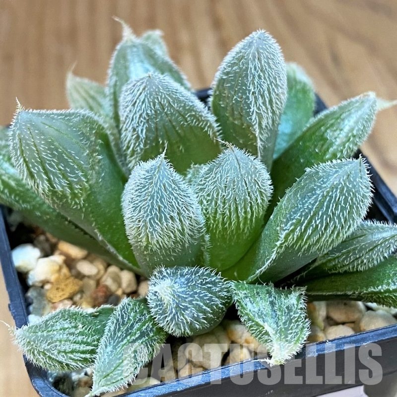 SH30087 Haworthia cooperi v. venusta