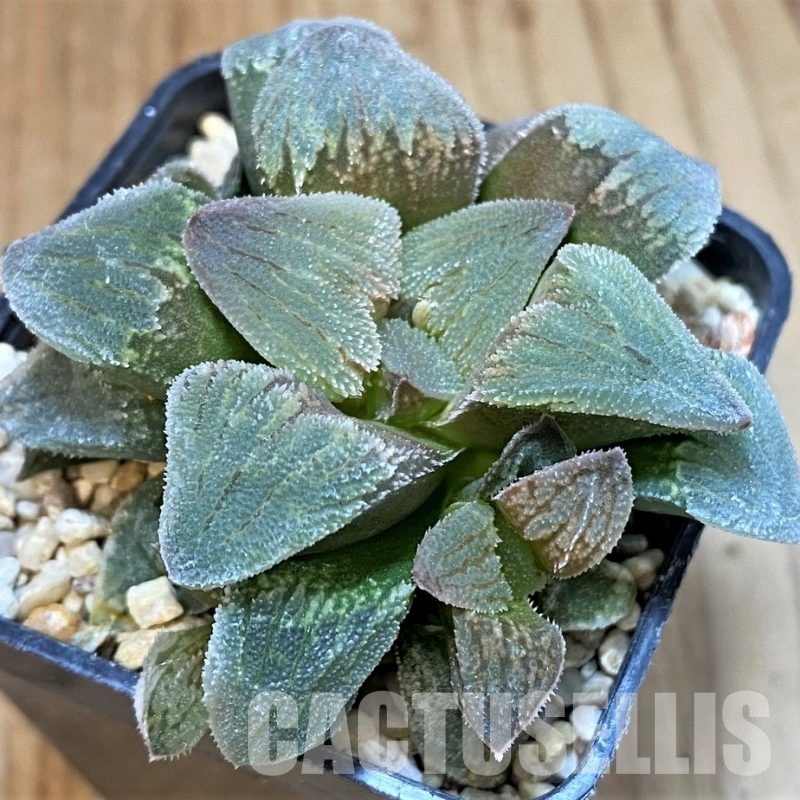 SH30088 Haworthia pygmaea 'Crystalina Pink'