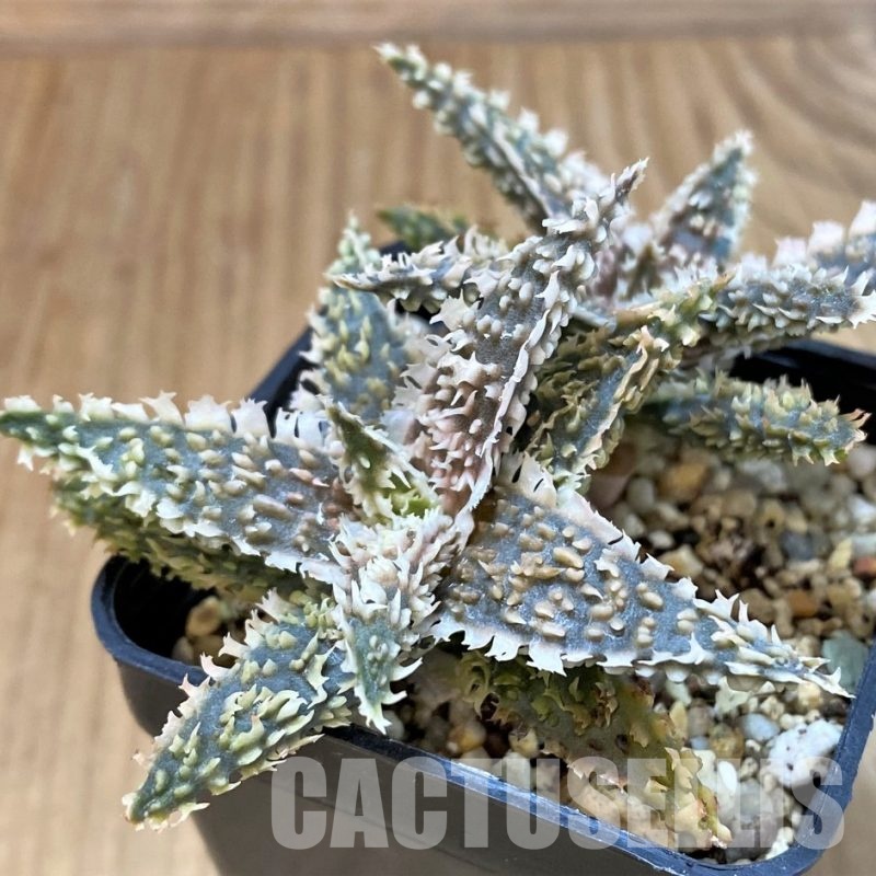 SH30074 Aloe TCT hybrid