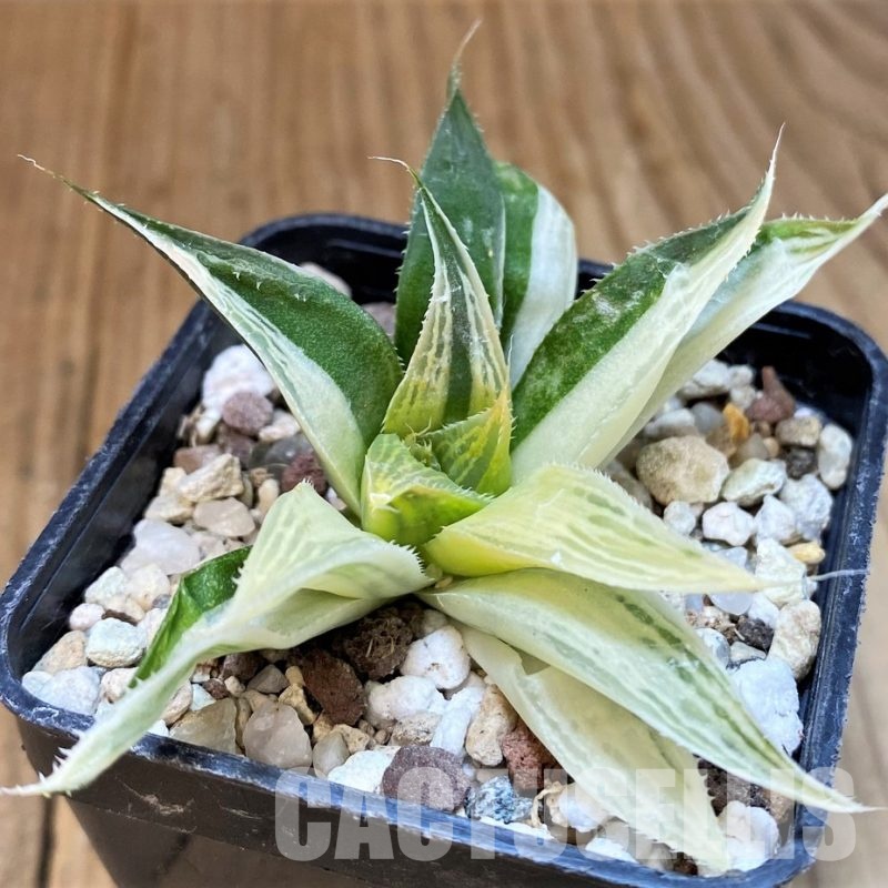 SH30089 Haworthia retusa f. variegata